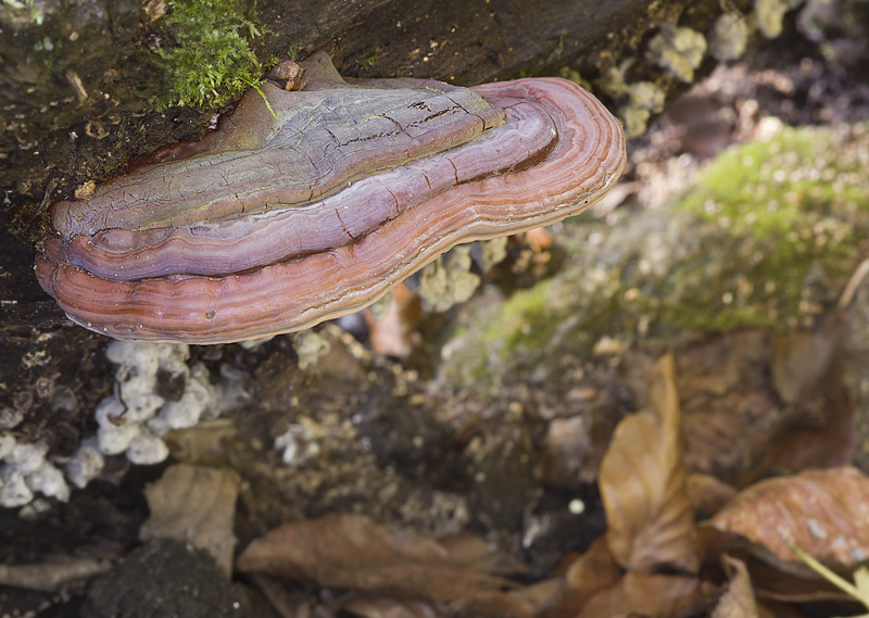 Ganoderma pfeifferi